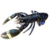 comprar Bogavante azul mariscos gallego