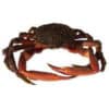 comprar centollo online mariscos gallego