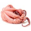 comprar pulpo gallego